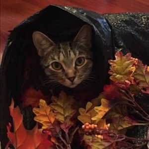 ❤️❤️❤️❤️ FINN!!!❤️❤️❤️❤️Not for Sale!